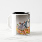 2 Couleurs tasse de 3 chatons de sphynx (Devant gauche)