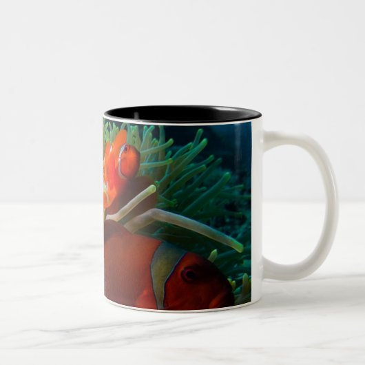 2 Couleurs Tasse de café d'Anemonefish (Droit)