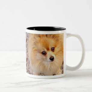 2 Couleurs Tasse de café de chien de Pomeranian