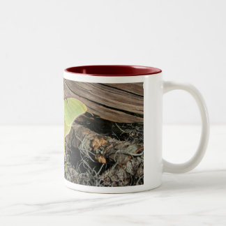 2 Couleurs Tasse de café de mite de Luna