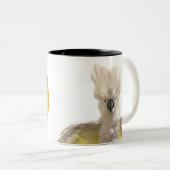 2 Couleurs Tasse de Cecil (Devant droit)