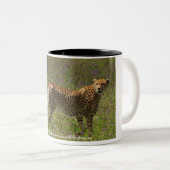 2 Couleurs Tasse de guépard (Devant droit)