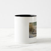 2 Couleurs Tasse de loup (Centre)