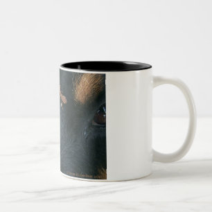 2 Couleurs Tasse de rottweiler et de salamandre