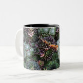 2 Couleurs Tasse de Sempervivum (Devant gauche)