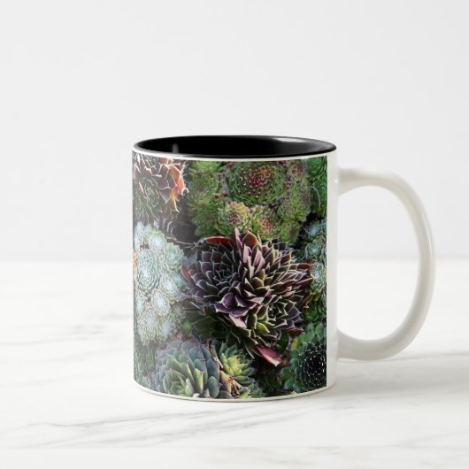 2 Couleurs Tasse de Sempervivum (Droit)