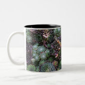 2 Couleurs Tasse de Sempervivum (Gauche)