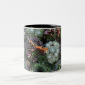 2 Couleurs Tasse de Sempervivum (Centre)