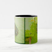 2 Couleurs Tasse verte de scarabée de juin (Centre)