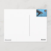 2 dauphins différents sur cette carte postale (Dos)