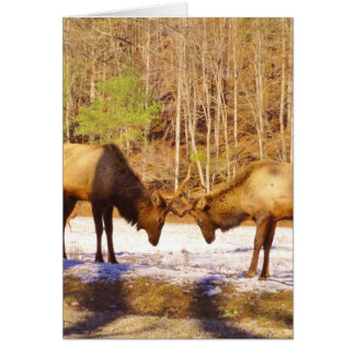 2~ deux Bull Elk dans la neige