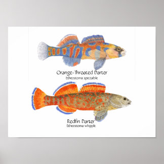 2 donkerPoster Poster