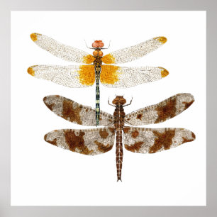 2 Dragonflies Artwork Poster