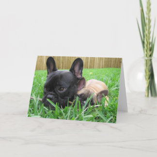 2 Franse buldoggen in het gras Bedankkaart