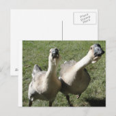 2 ganzen een eerbetoon briefkaart (Voorkant / Achterkant)