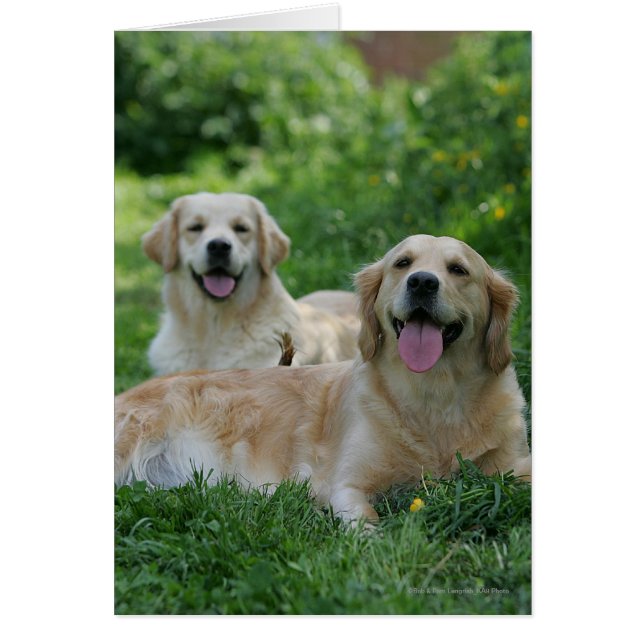 2 Golden Retrievers Laying in Grass (Voorkant)