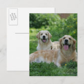 2 Golden Retrievers Laying in Grass Briefkaart (Voorkant / Achterkant)