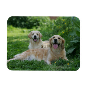 2 Golden Retrievers Laying in Grass Magneet