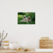 2 Golden Retrievers Laying in Grass Poster (Keuken)