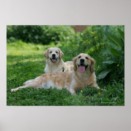 2 Golden Retrievers Laying in Grass Poster (Voorkant)