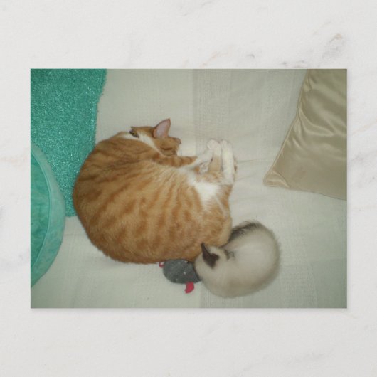 2 Katten en een muis Briefkaart (Voorkant)