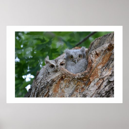 2 kleine lubelvogels poster (Voorkant)