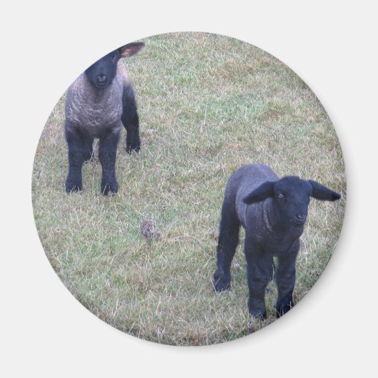 2 lammeren magneet (Voorkant)