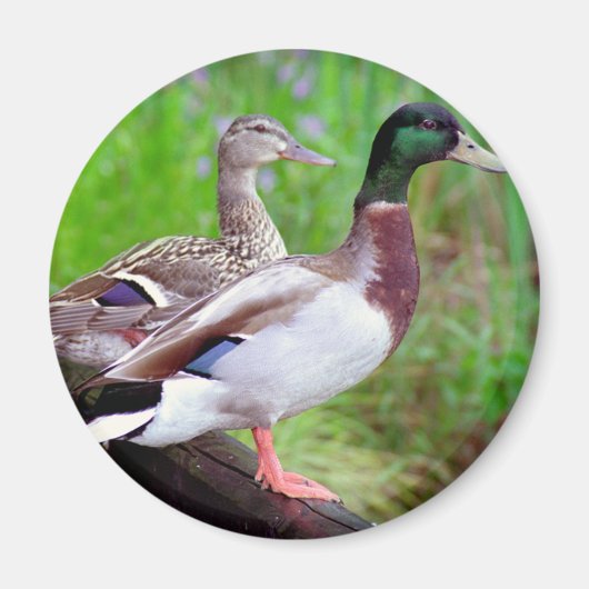 2 Mallards sur un aimant de clôture (Devant)