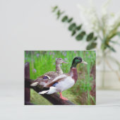 2 Mallards sur une clôture carte postale (Debout devant)