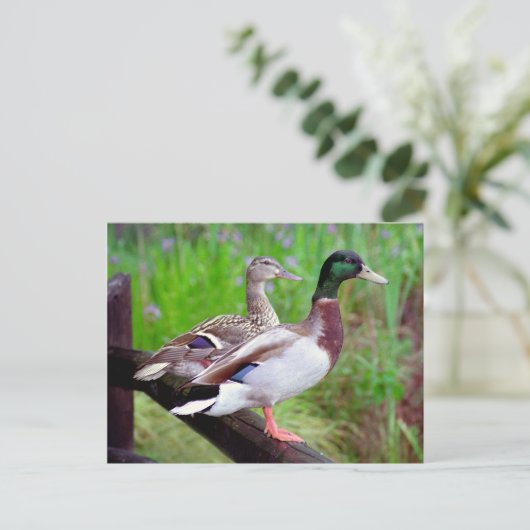 2 Mallards sur une clôture carte postale (Debout devant)