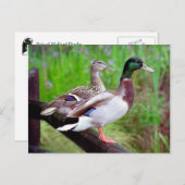 2 Mallards sur une clôture carte postale (Devant / Derrière)