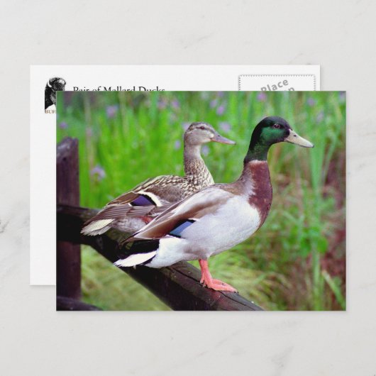 2 Mallards sur une clôture carte postale (Devant / Derrière)