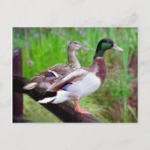 2 Mallards sur une clôture carte postale (Devant)