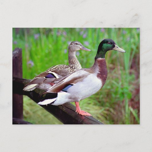 2 Mallards sur une clôture carte postale (Devant)
