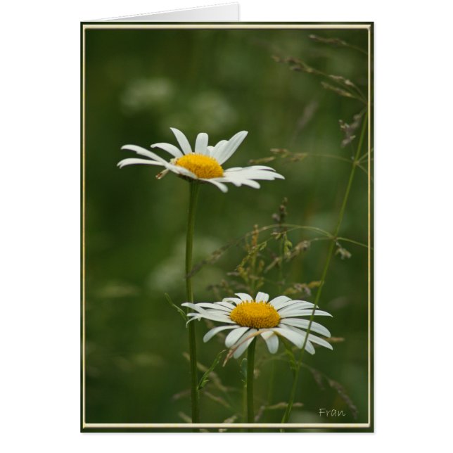 2 marguerites (Devant)