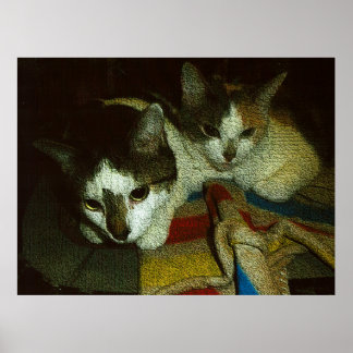 2 Nieuwsgierige Kitten Poster