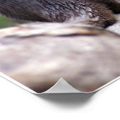 2 otters poster (Hoek)