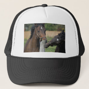 2 paarden die aan een hekpaal knagen trucker pet