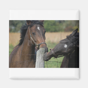 2 Paarden die een omheining kauwen Magneet