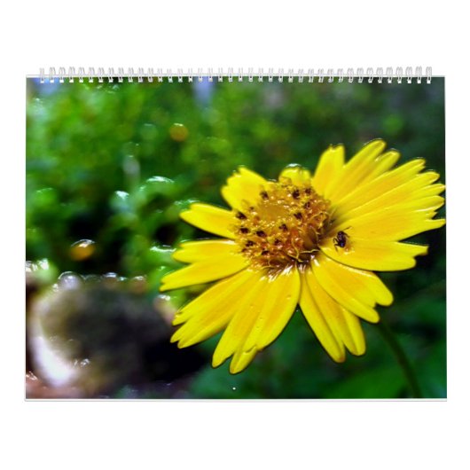 2 page, grand calendrier blanc (Protection)