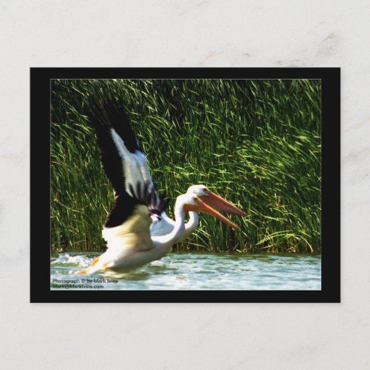 2 Pelicans Briefkaart (Voorkant)