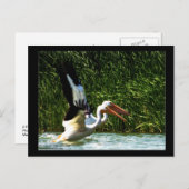 2 Pélicans Carte postale (Devant / Derrière)