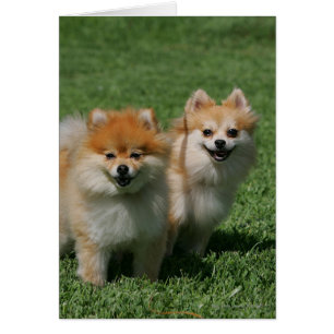 2 Pomeranians regardant l'appareil-photo