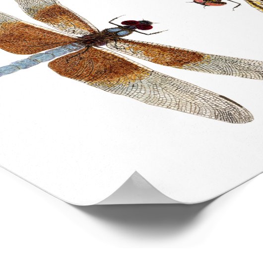 2 Poster d'Art Dragonflies (Coin)