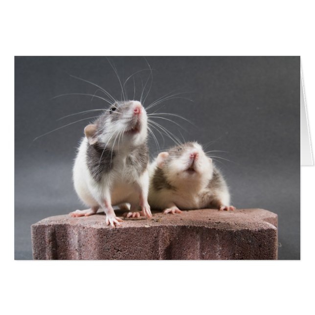 2 rats mignons (Devant Horizontal)