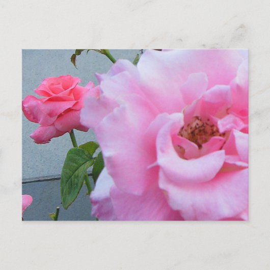2 ROZEN BRIEFKAART (Voorkant)