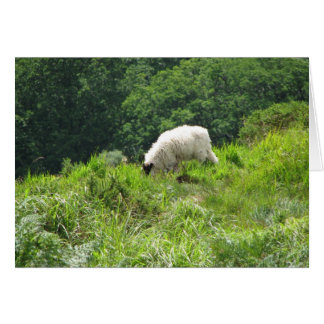 2 schapen