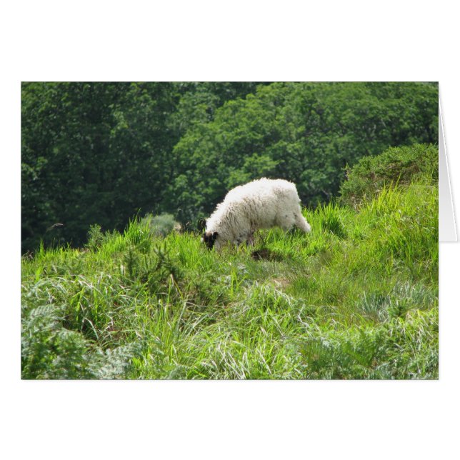 2 schapen (Voorkant Horizontaal)