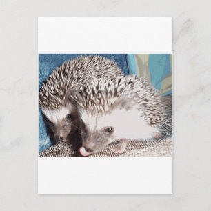 2 schattige egel briefkaart