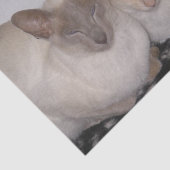2 siamezen tissuepapier (Detail)